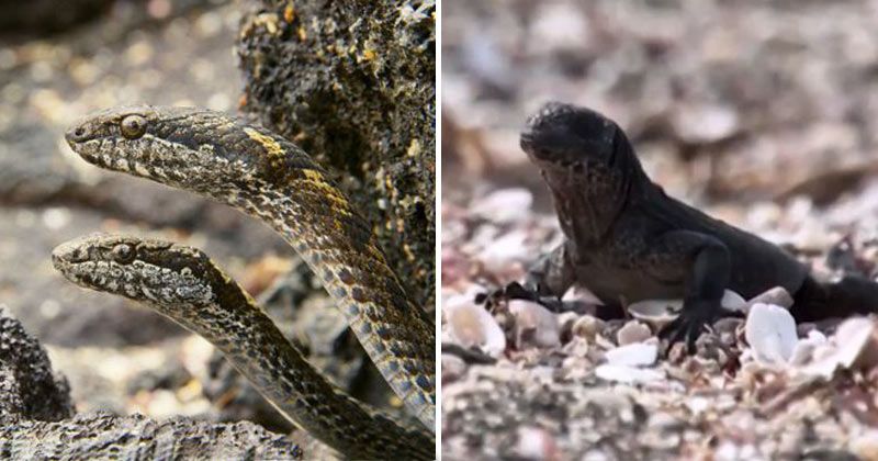 Iguana Snake Chase Sequence