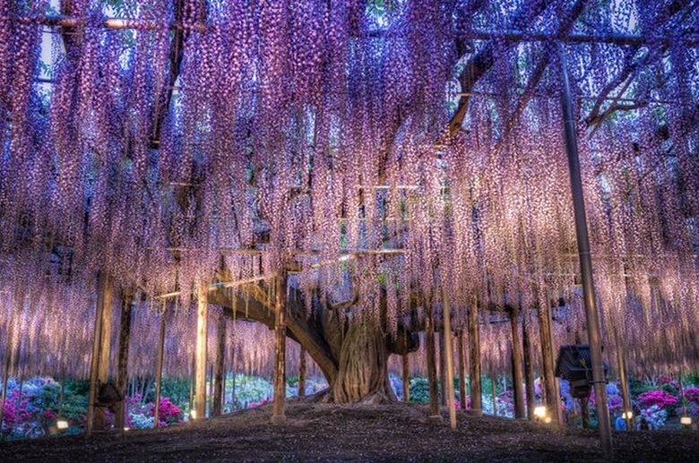 The Great Wisteria Festival In Japan Is The Only Place On Earth We Want To  Be At Right Now