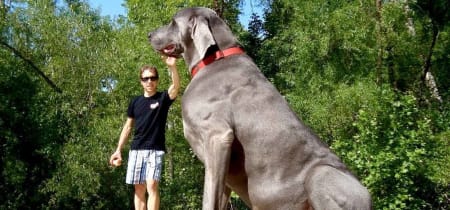 What are the Largest Dog Breeds in the World: Ultimate Guide