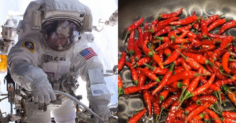 NASA To Grow Chili Peppers In Space For Astronauts We Cant Stop Calling ...