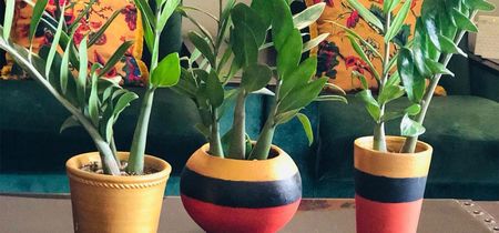 10 Incredible Benefits of Growing ZZ Plants at Home