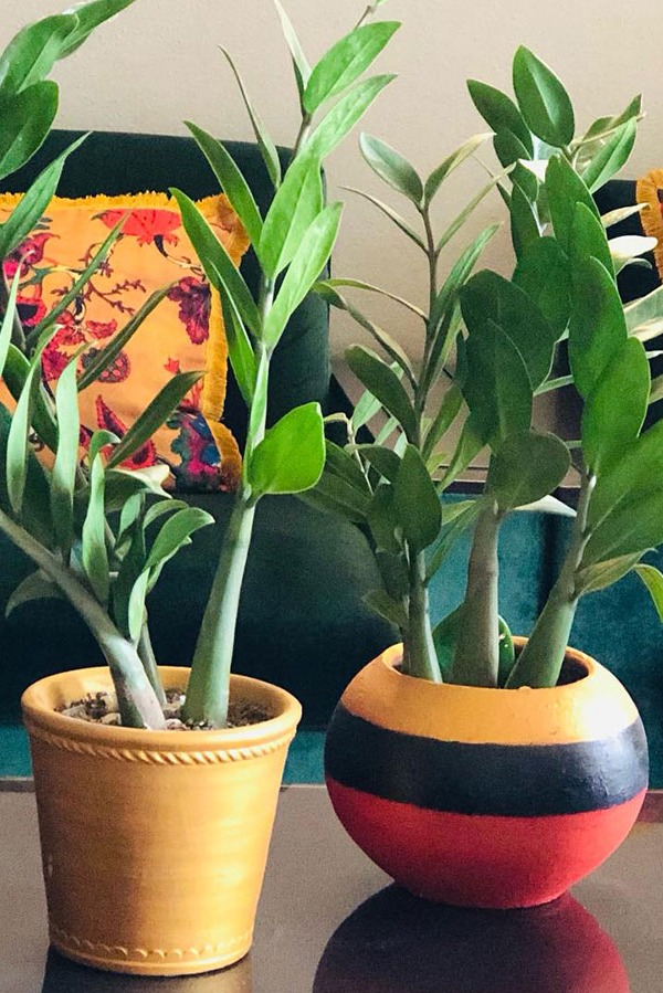 10 inch snake plant Buy Sansevieria Laurentii Plant Online in USA main image 1