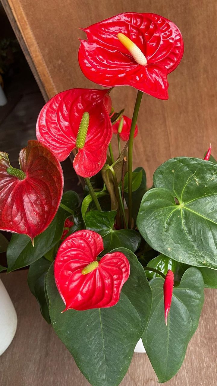 american plant exchange split leaf philodendron monstera deliciosa Monstera deliciosa 8