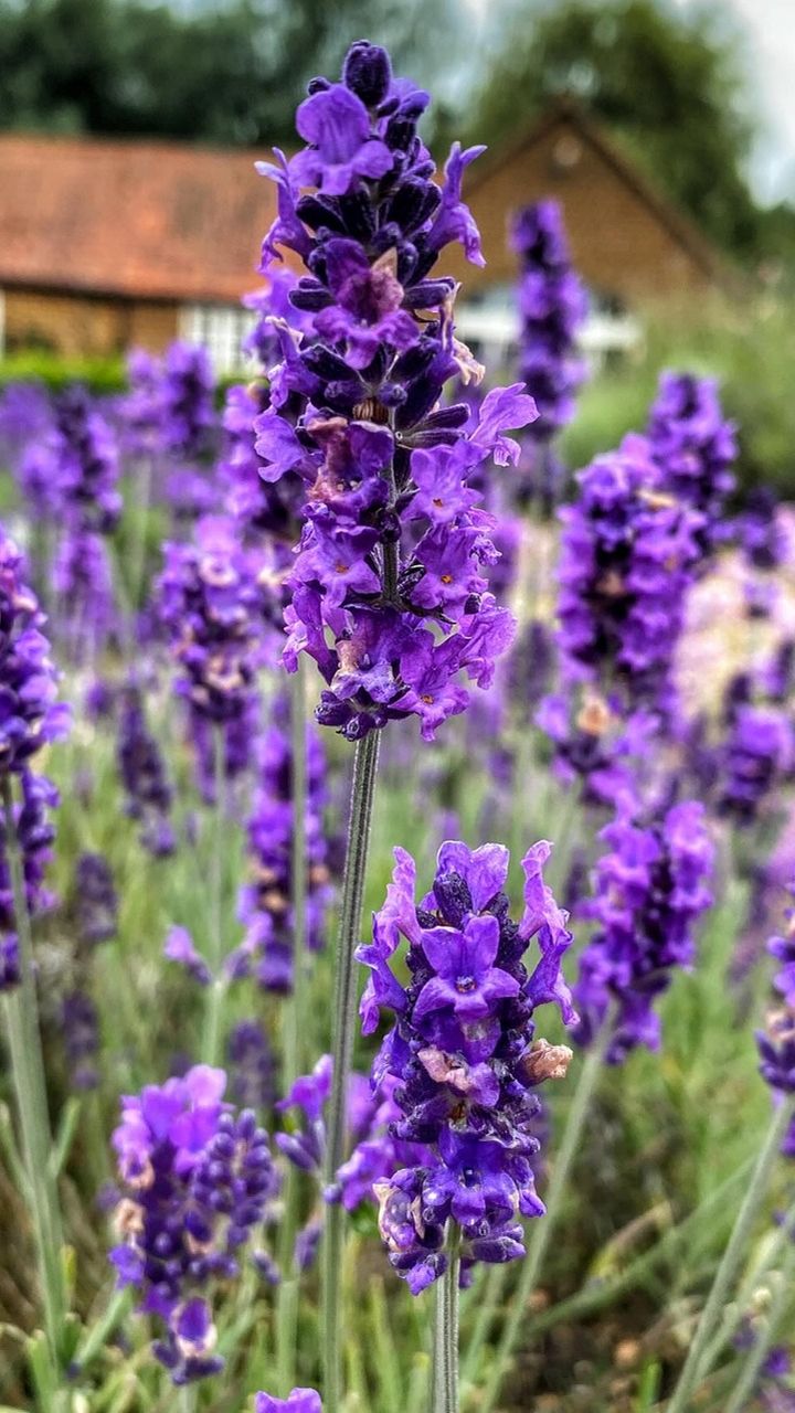 Best Plants for Wealth and Good Luck at Home