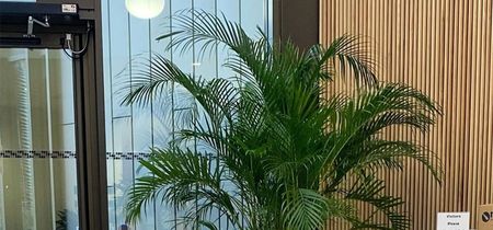 tropical dracaena plant Dracaena 'Janet Craig' Compacta main image 1