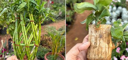 travelers palm plant 10 TRAVELLER'S PALM TREE Ravenala Madagascariensis Flower Houseplant S   Seedville USA