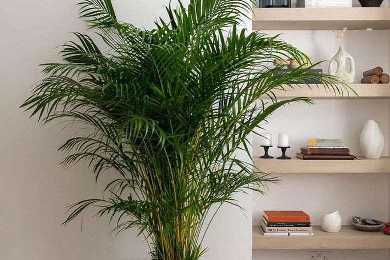 Areca Palm Benefits: Enhance Your Kitchen Naturally