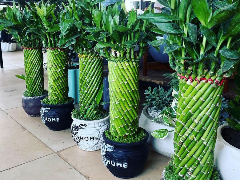philodendron splendid care Philodendron Splendid Care